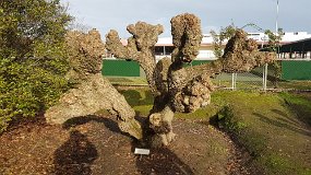 20190614_091955 Coral Tree near Bowls Club