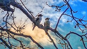 20210824_140153-01 Kookaburras