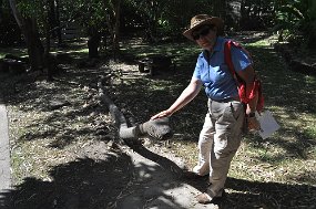 Cooktown Museum Garden Taming the local guardians