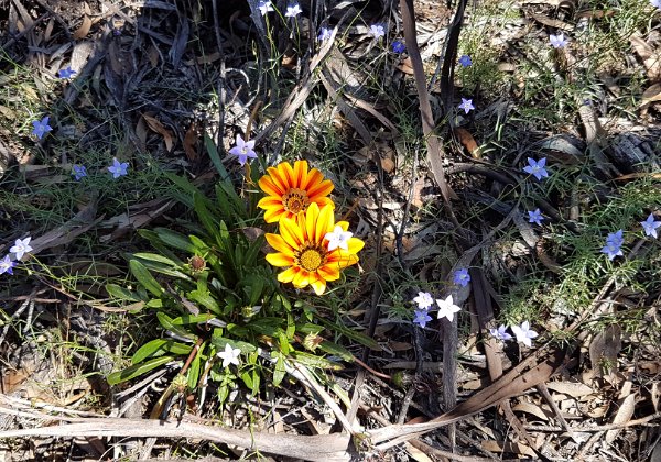 Inland Botanical Gardens