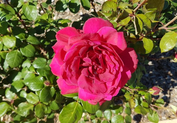 Rose Garden The Rose Garden is a major display at the Australian Botanical Gardens