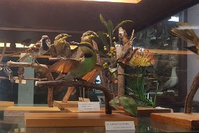 20210918_121842 One of many cases of bird exhibits