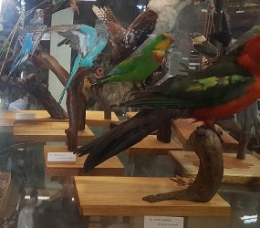 20210918_121849 More birds