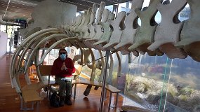 20210914_142352 Discovery Centre Portland (Whale Skeleton)
