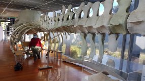 20210914_142421 Discovery Centre Portland (Whale Skeleton)