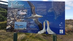 20210914_150524 Point Danger Gannet Colony (Unfortunately we could not get within 100 metres of it. Only see Gennets in distance on the wing)
