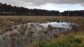 20210914_153410 Bluegum Plantation