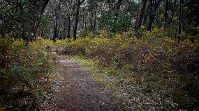 Sawpit Creek Picnic Area Walk at Mt Clay