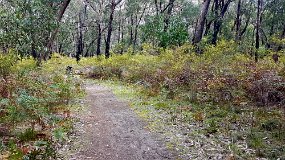 Sawpit Creek Picnic Area Mt Clay Walk