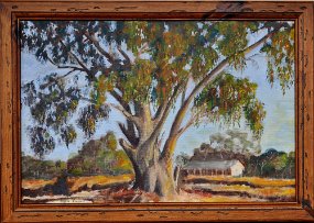 Old Gum - Waller Street 2012