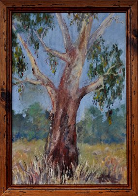 Old Gum - Mansfield Road 2012