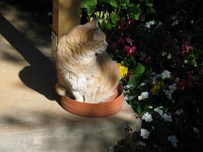 Pinkyl - Flower Pot - Looking Sideways