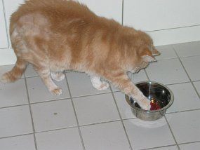 Pinkyl hooking food from bowl