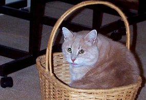Pinkyl looking over shoulder in basket RER