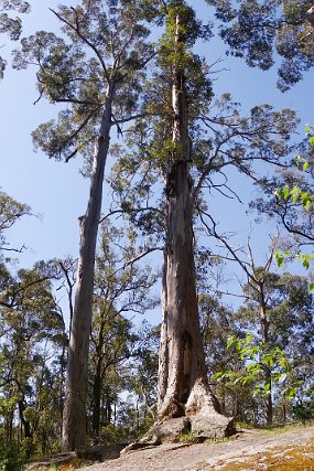 Tree In A Rock - Porungerup Tree In A Rock - Porungerup