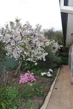 Rear Walkway Cherry Tree in Back Walkway