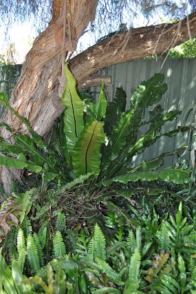 DSC_0135 Staghorn Fern