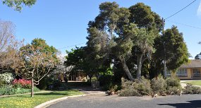 The Day the Paperbark Died